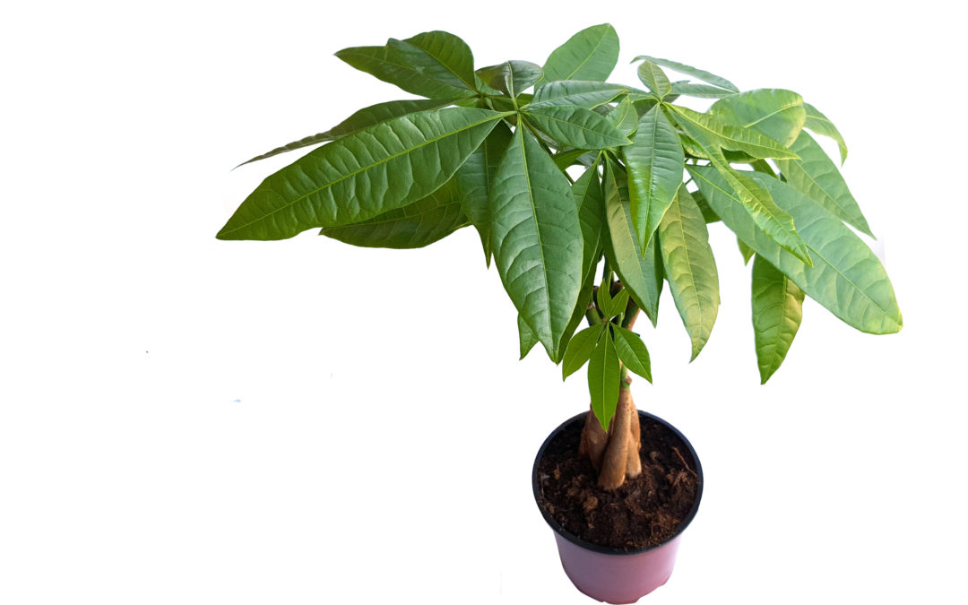 Geldboom plant (pachira aquatica)